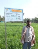 Wheat demo plot, Bihar, India